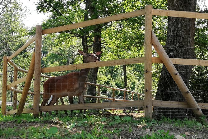 Bear Sanctuary and Dracula's Castle, 1-day Private Tour - FAQ