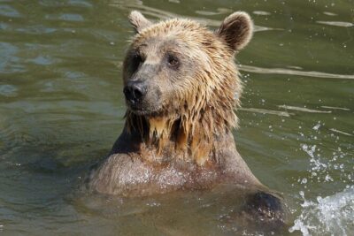 Libearty Bear Sanctuary and Dracula's Castle - Day Tour from Bucharest - Guides and Small Groups: What You Gain with Up to 7 People