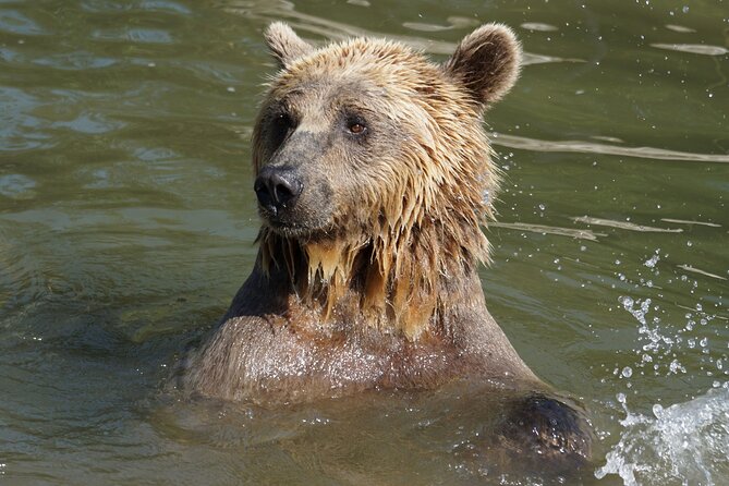 Libearty Bear Sanctuary and Dracula's Castle - Day Tour from Bucharest - Guides and Small Groups: What You Gain with Up to 7 People
